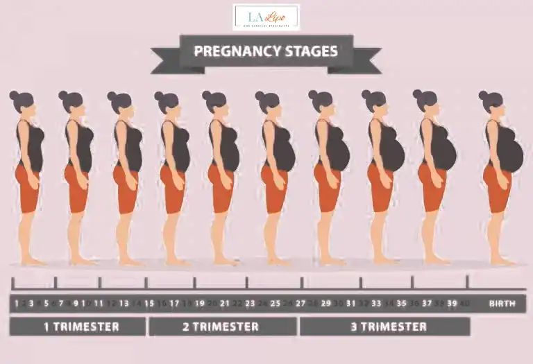 First Trimester (Weeks 1–12): Early Changes You Might Not Notice Kensington Gardens